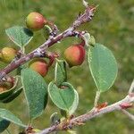 Cotoneaster tomentosus Frucht