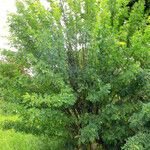 Caragana arborescens عادت داشتن