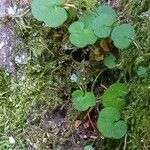 Cymbalaria aequitriloba Leaf