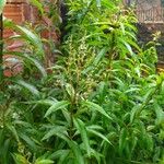 Aloysia citriodora Blad