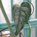 Monstera siltepecana Levél