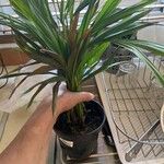 Howea forsteriana Hoja