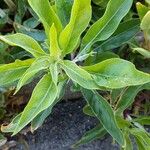 Oenothera macrocarpa Blatt