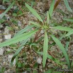 Amaranthus fimbriatus Habit