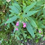 Impatiens glanduliferaCvet