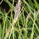 Carex nigra Frukto