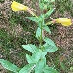 Oenothera × fallax Flower