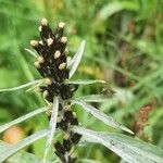 Omalotheca norvegica Flower