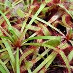 Drosera capensis Blad