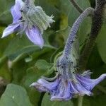 Solanum melongenaBlüte