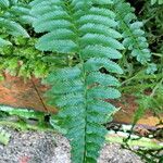 Asplenium harpeodes Blatt