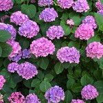 Hydrangea macrophyllaKvet