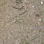 Eragrostis barrelieri その他の提案