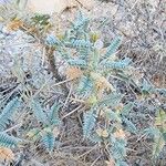 Astragalus piptocephalus Natur