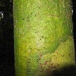 Poecilanthe hostmannii Corteza