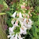 Penstemon cobaea Flor