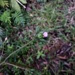 Pavonia schiedeana Çiçek