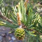 Pinus sylvestris Плод