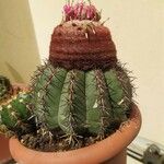 Melocactus matanzanus Blüte
