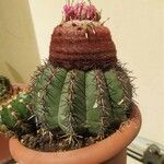 Melocactus matanzanus Květ