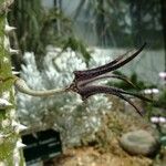 Ceropegia stapeliiformis