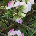 Lathyrus odoratus 花