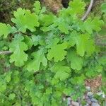 Quercus lobata Flor