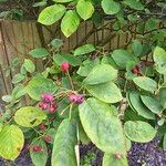 Amelanchier canadensis Fruit