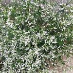 Euphorbia hypericifolia Kwiat