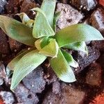 Haworthia magnifica Leaf