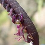 Bulbophyllum sandersonii Flower