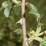Rosa × dumetorum Corteza