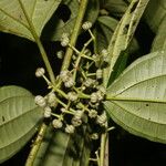 Miconia rubescens