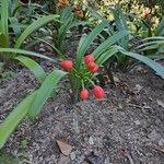 Clivia nobilis Vaisius