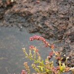 Oxybasis chenopodioides ফুল