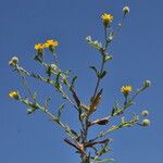Pulicaria arabica Libunga
