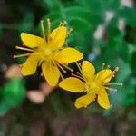Hypericum pulchrum Квітка