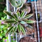 Kalanchoe rosei Leaf