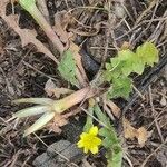 Hyoseris scabra Blad