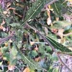 Brassica nigra ഇല