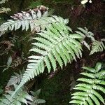 Thelypteris leprieurii Лист