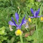 Iris spuria Virág