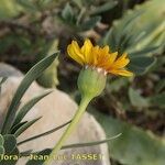 Vieraea laevigata Flor