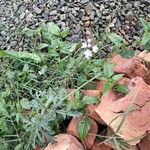 Verbena officinalisFlower