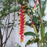 Heliconia rostrataÕis