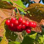 Viburnum trilobum फल