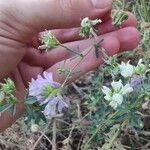 Medicago sativaFlower