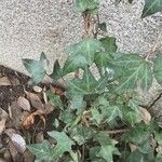 Hedera iberica Leaf