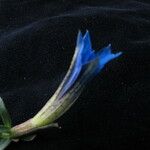 Gentiana meiantha موطن