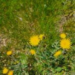 Hieracium pilosella 花